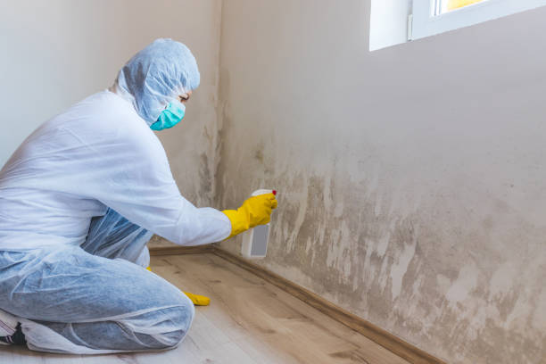 Professional Mold Removal in Orange Blossom, CA