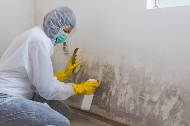 Mold Testing and Removal in Orange Blossom, CA