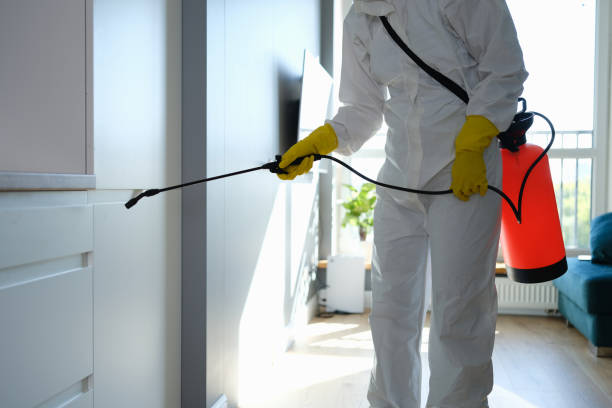 Best Certified Mold Removal  in Orange Blossom, CA