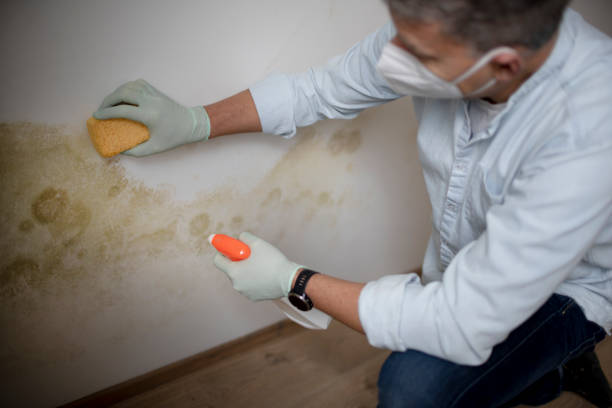  Orange Blossom, CA Mold Removal Pros