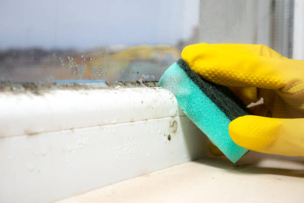 Mold Removal Process in Orange Blossom, CA