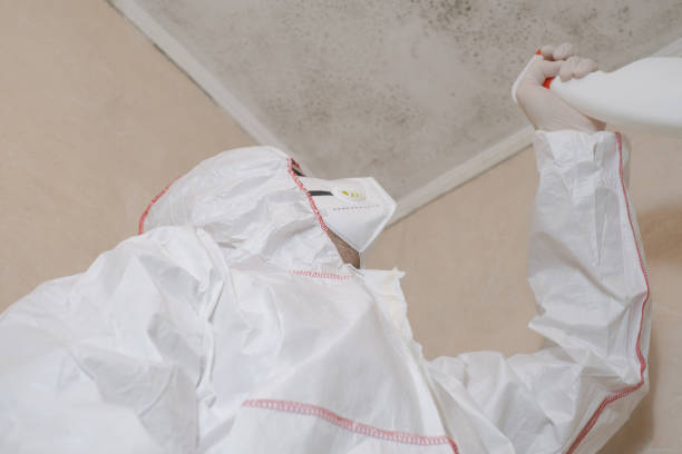 Best Black Mold Removal  in Orange Blossom, CA