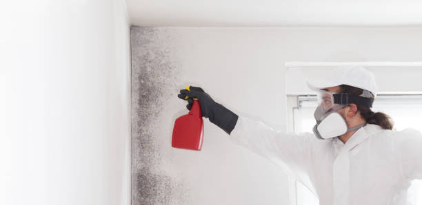 Best Fast Mold Removal  in Orange Blossom, CA