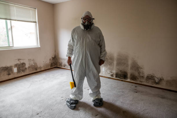 Attic Mold Removal in Orange Blossom, CA