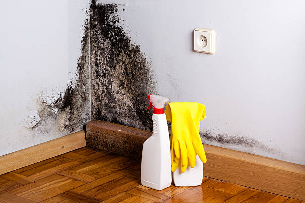 Best Mold Cleaning Services  in Orange Blossom, CA