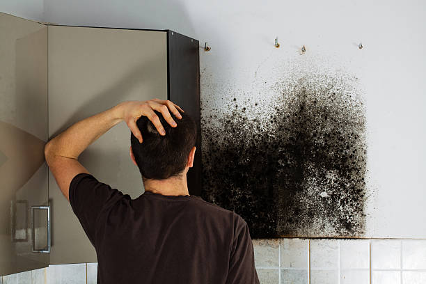 Best Home Mold Removal  in Orange Blossom, CA