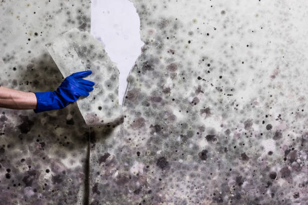 Best Office Mold Removal Services  in Orange Blossom, CA