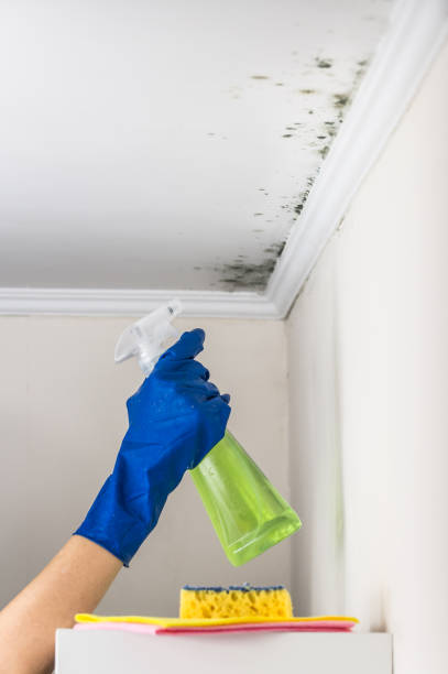 Best Mold Remediation  in Orange Blossom, CA