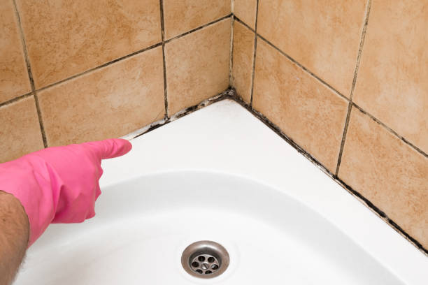 Best Fast Mold Removal  in Orange Blossom, CA