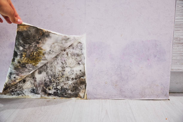 Best Fast Mold Removal  in Orange Blossom, CA